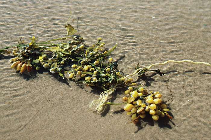 Bladder-wrack-coasts-brown-algae-Atlantic-seas.jpg