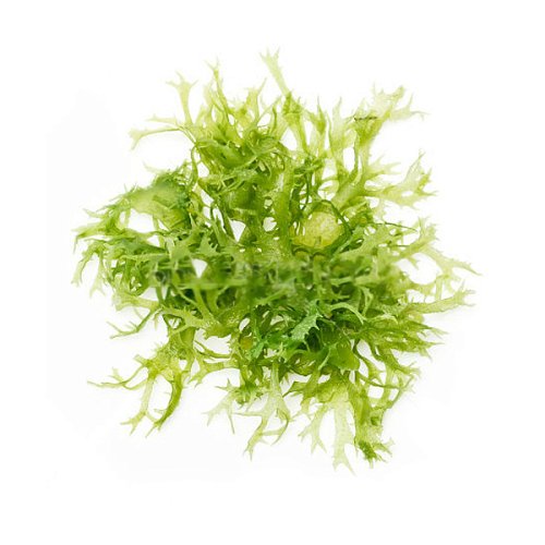 Тосака - уникальная водоросль для вашего здоровья.